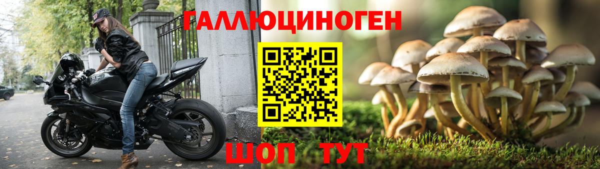 Псилоцибиновые грибы Psilocybe Шелехов
